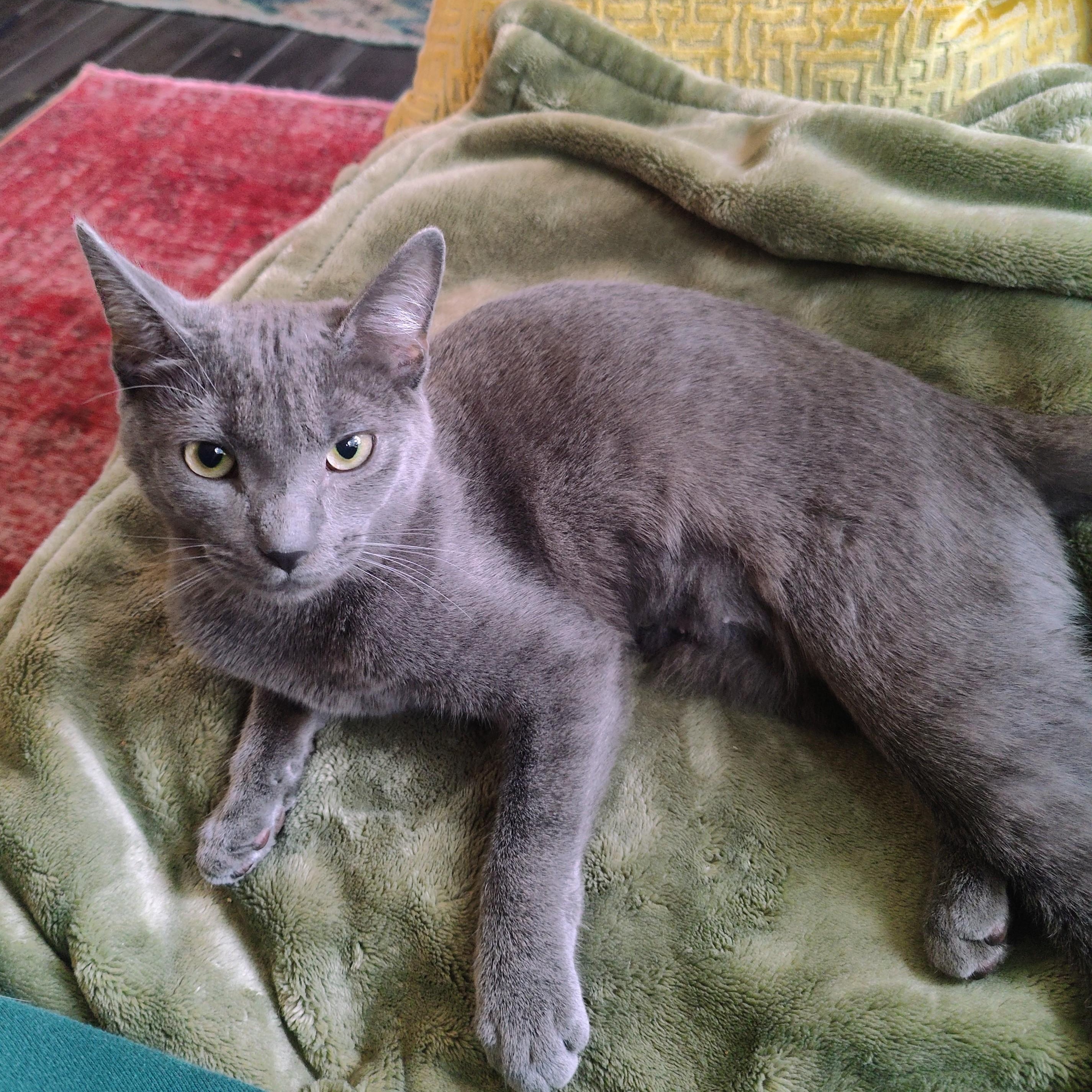 DOVE (needs to be adopted with brother JAY) , a ADOPTABLE Domestic Short Hair in East Greenwich, RI image 2/5