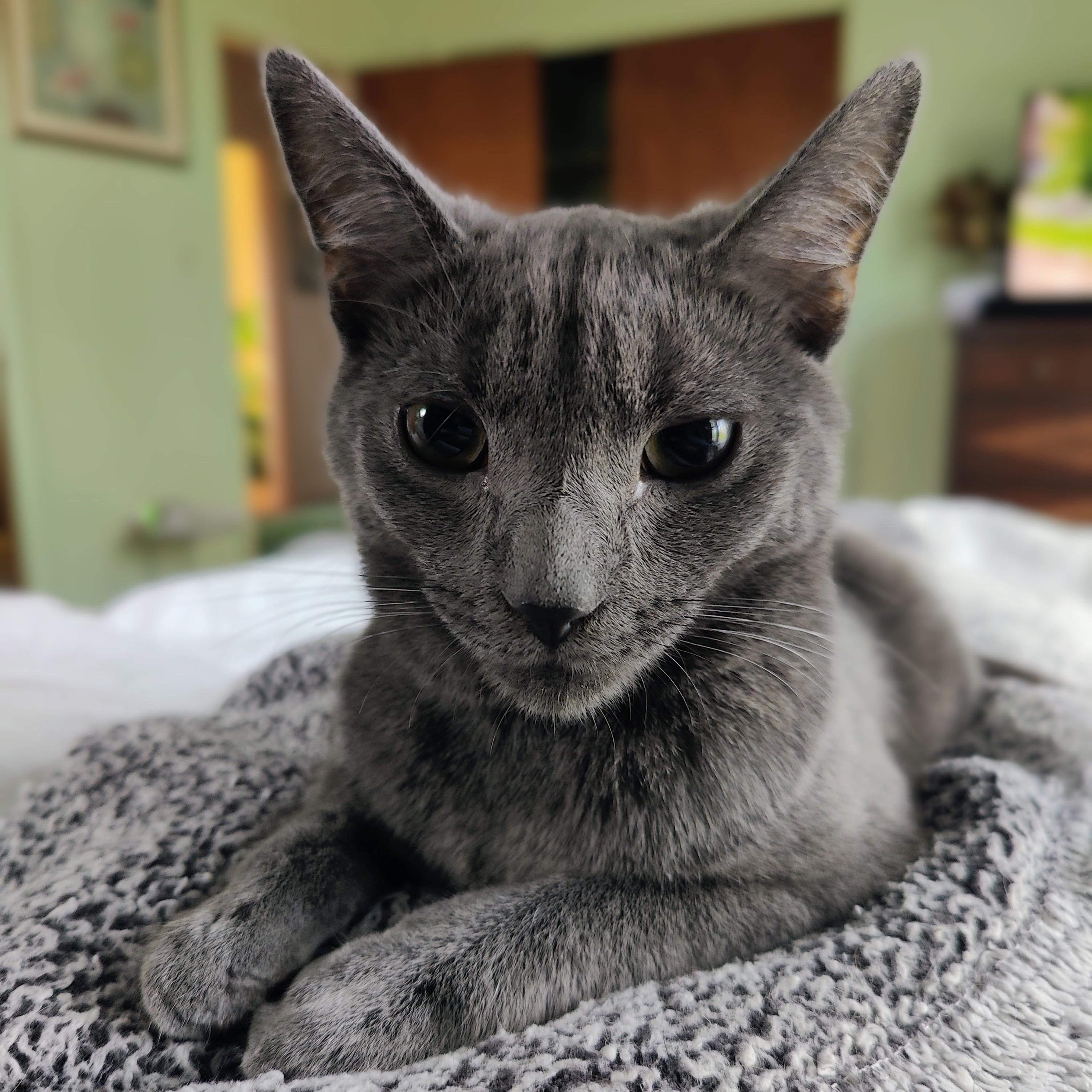 DOVE (needs to be adopted with brother JAY) , a ADOPTABLE Domestic Short Hair in East Greenwich, RI image 4/5