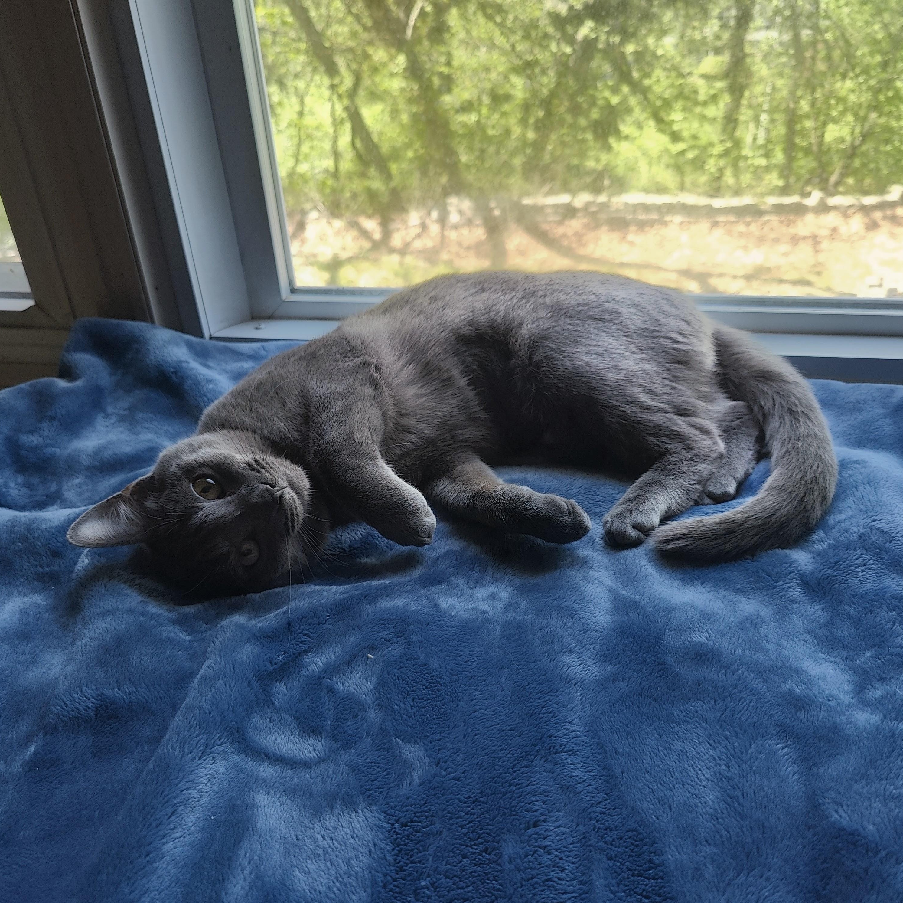 DOVE (needs to be adopted with brother JAY) , ADOPTABLE, Young Female Domestic Short Hair.