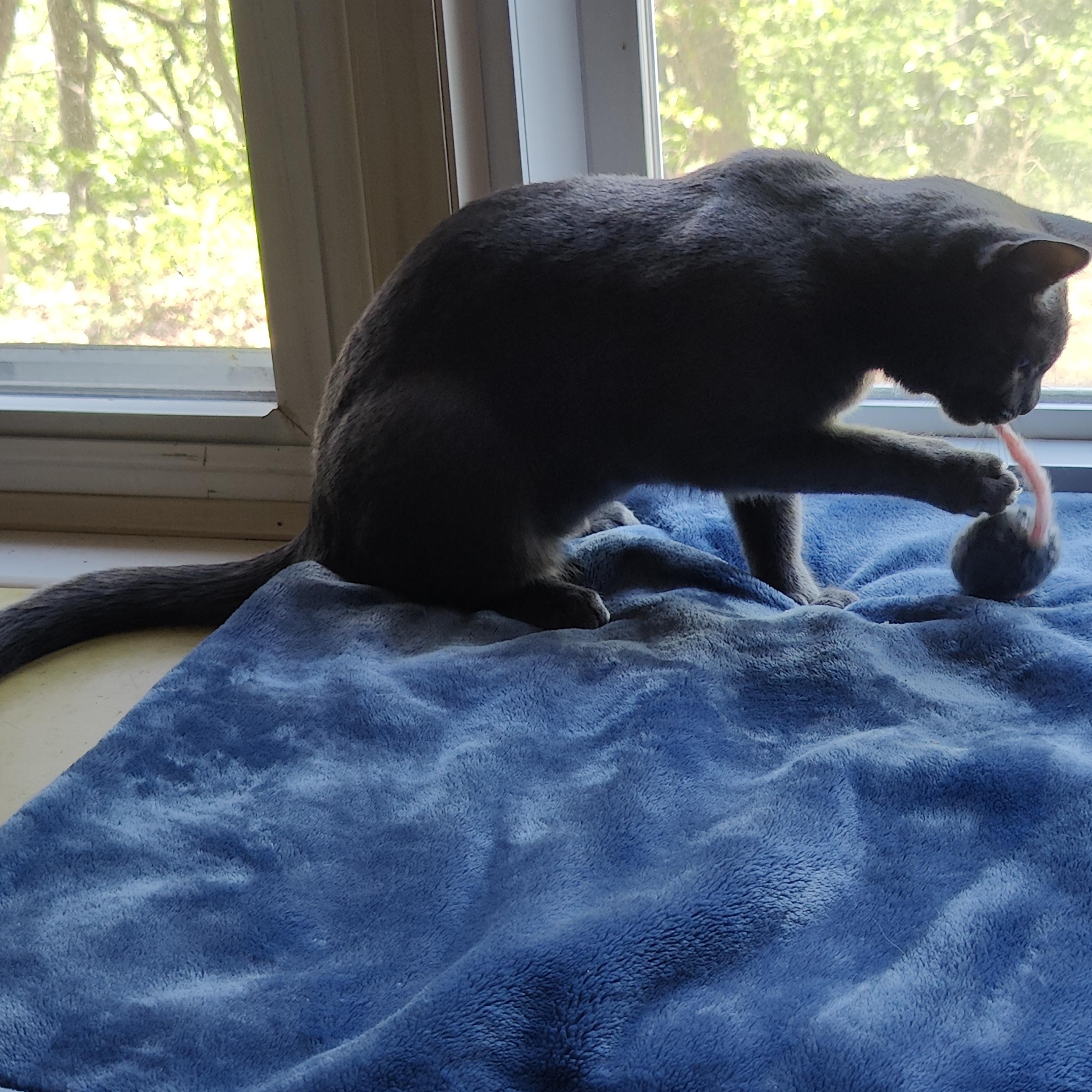 DOVE (needs to be adopted with brother JAY) , a ADOPTABLE Domestic Short Hair in East Greenwich, RI image 3/5