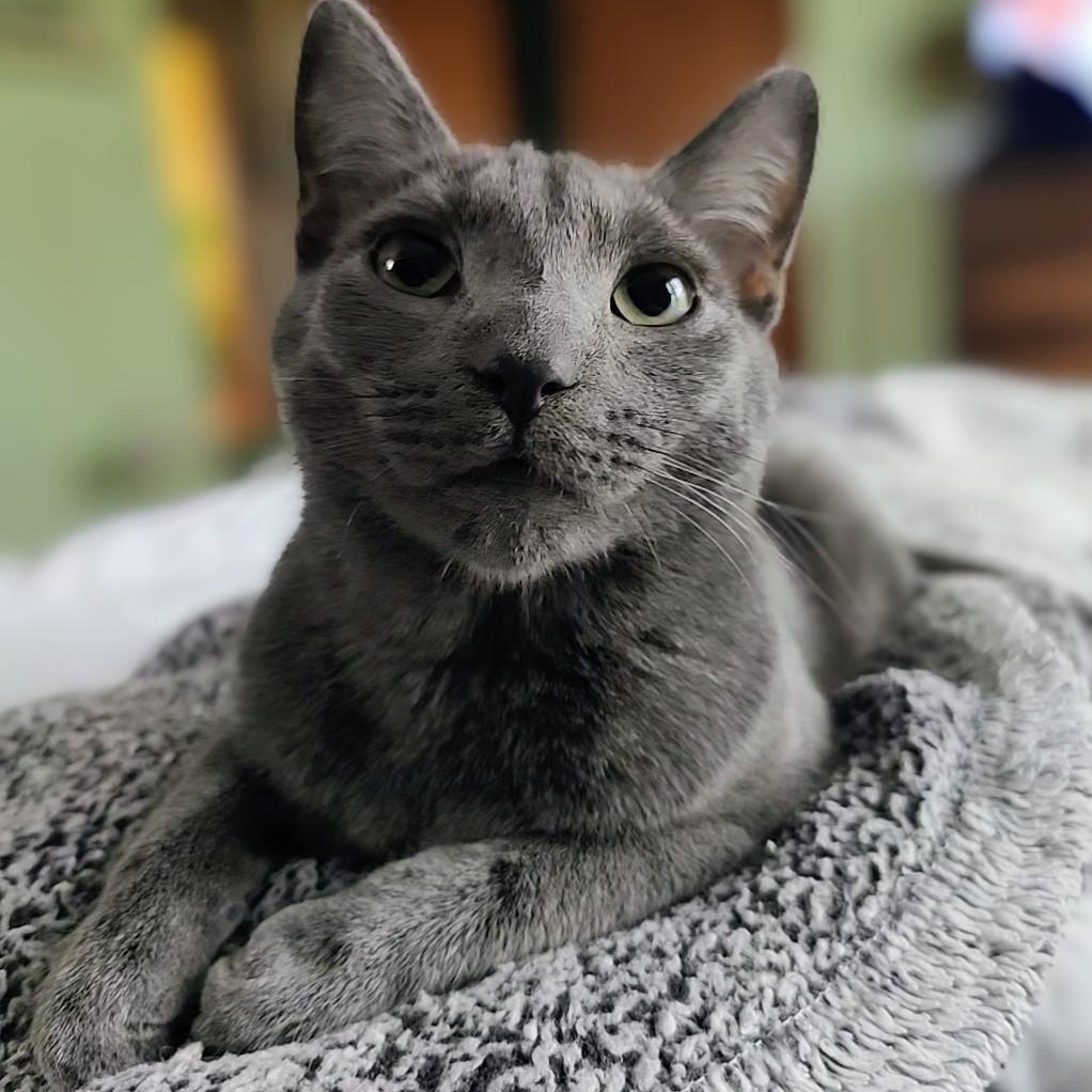 DOVE (needs to be adopted with brother JAY) , a ADOPTABLE Domestic Short Hair in East Greenwich, RI image 5/5