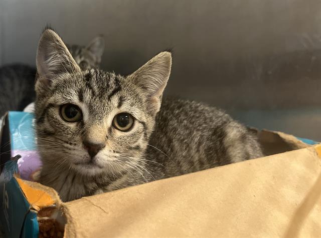 BEE, Adoptable, Kitten Female Domestic Short Hair.