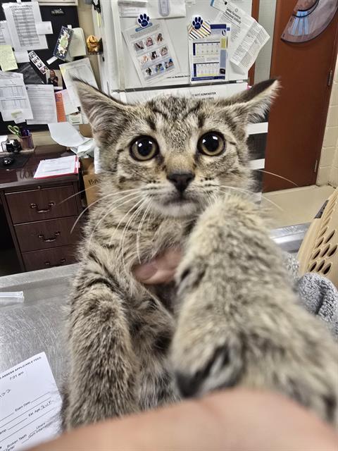 Enlarge BEE, a Adoptable Domestic Short Hair in Aliquippa, PA image 1/1