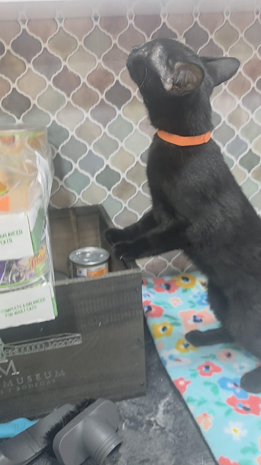 Enlarge Tulip, a Adoptable Domestic Medium Hair in Norwich, CT image 3/5