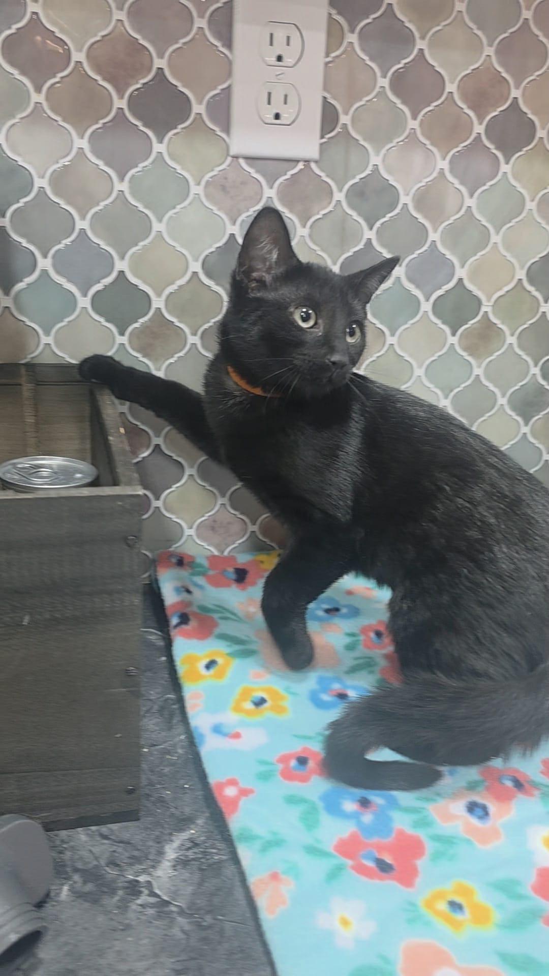 Enlarge Tulip, a Adoptable Domestic Medium Hair in Norwich, CT image 1/5