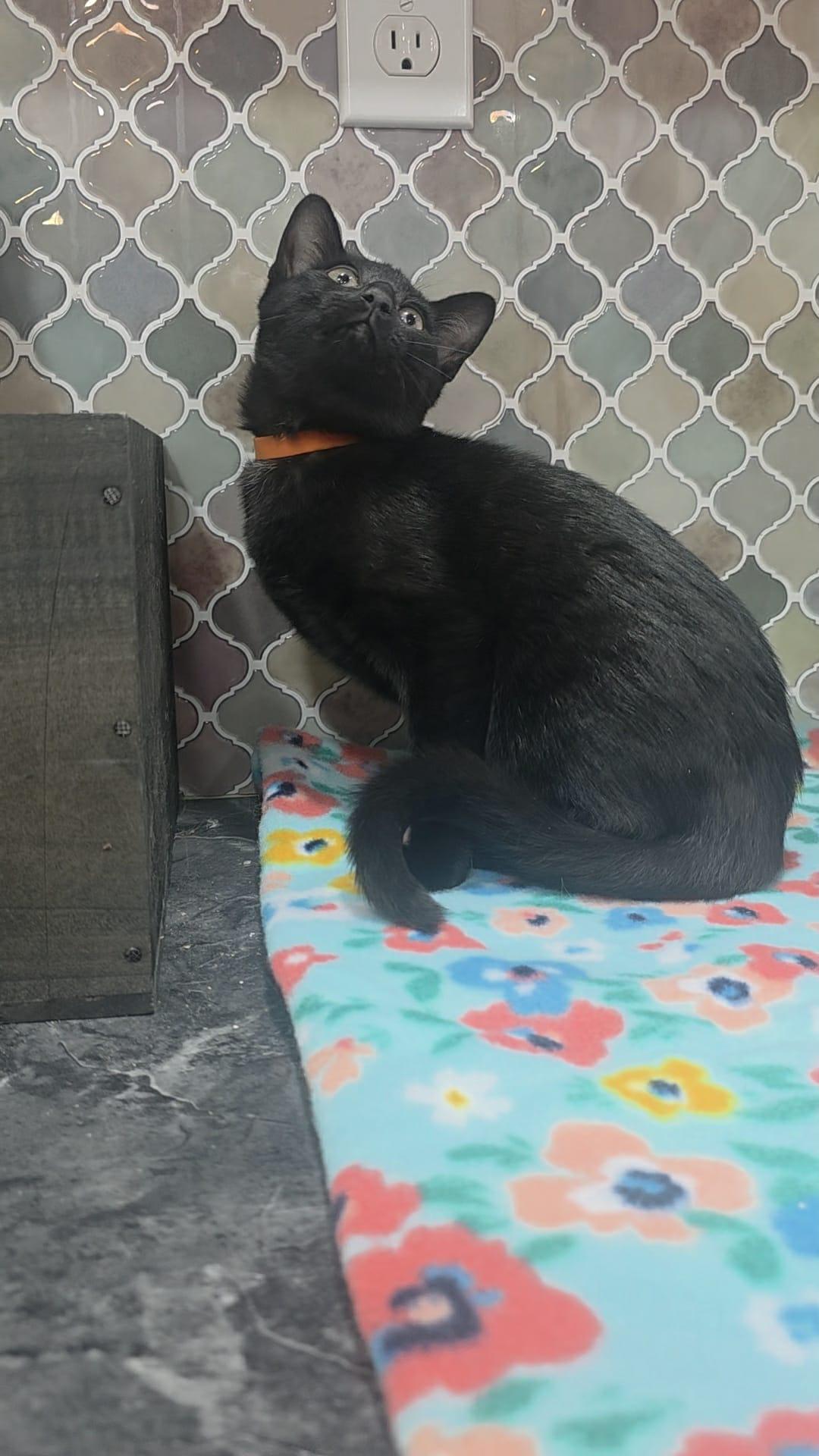 Enlarge Tulip, a Adoptable Domestic Medium Hair in Norwich, CT image 4/5