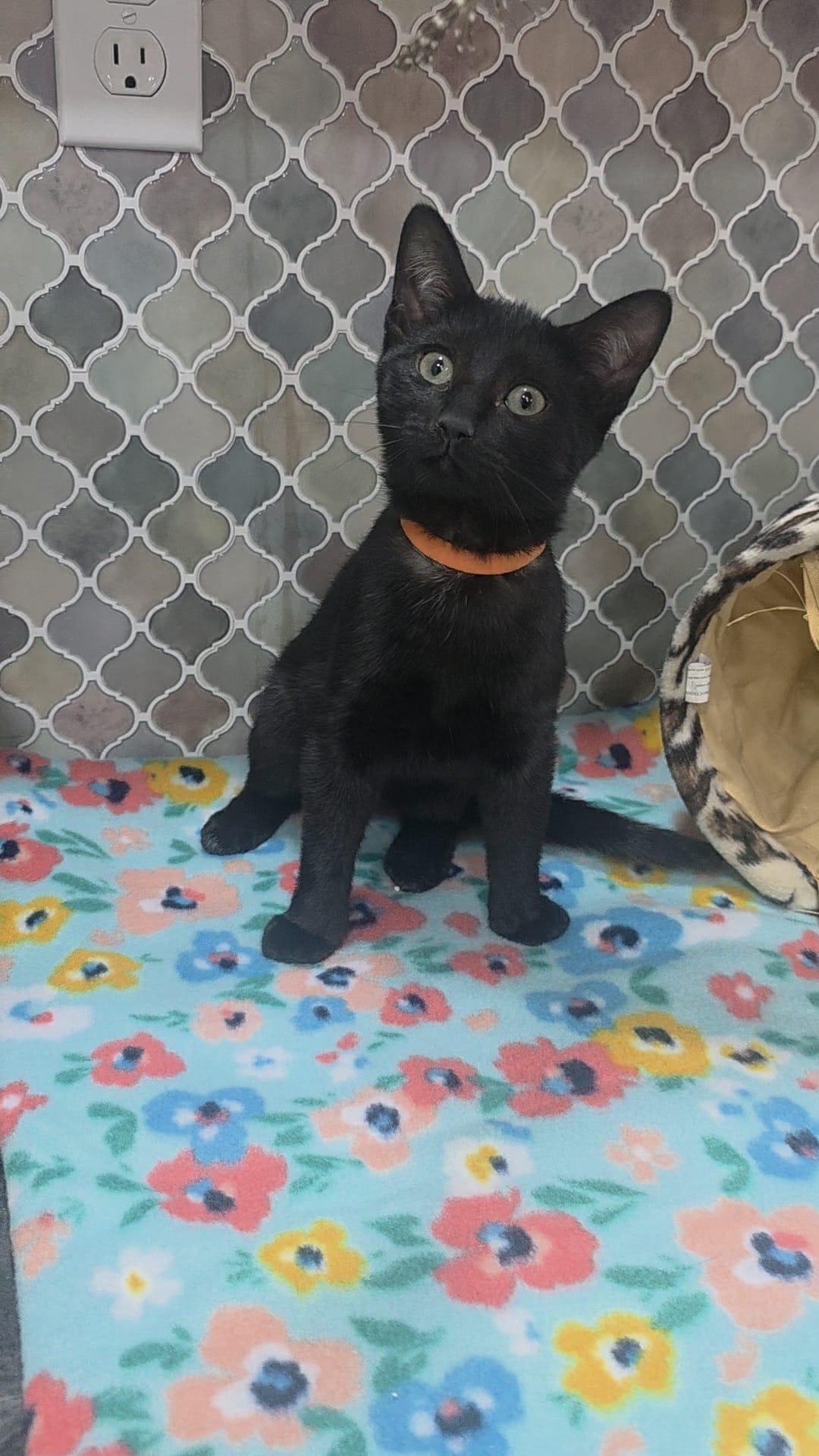 Enlarge Tulip, a Adoptable Domestic Medium Hair in Norwich, CT image 2/5