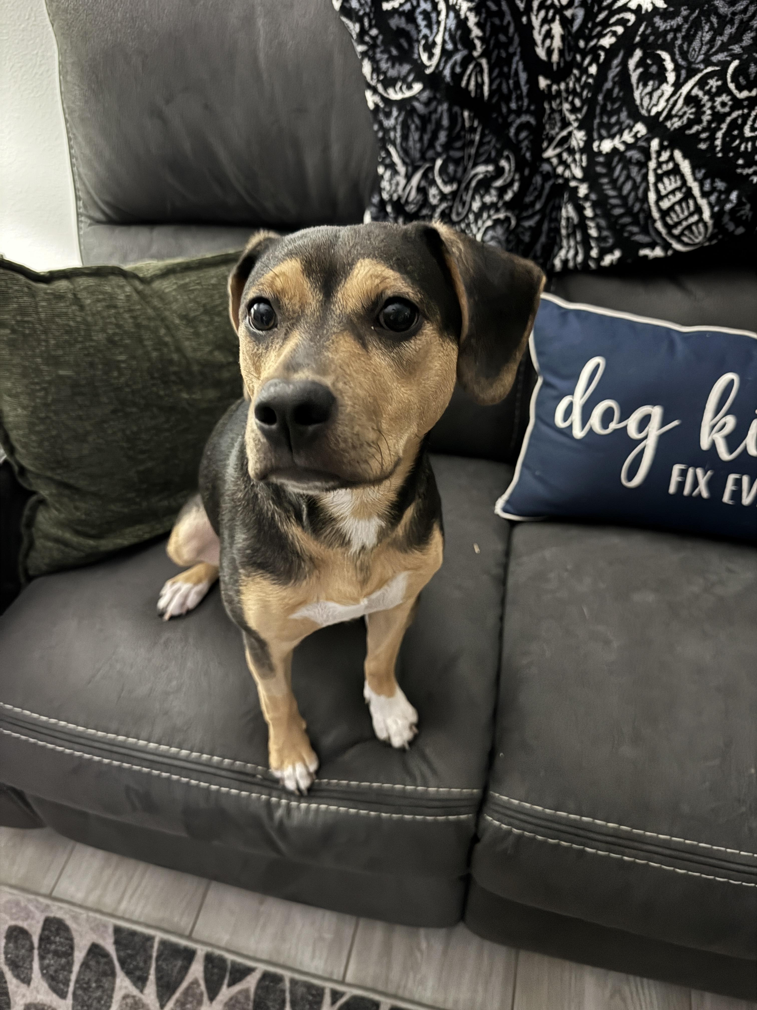 Enlarge Athena, a Adoptable mixed breed in Palm Coast, FL image 2/5