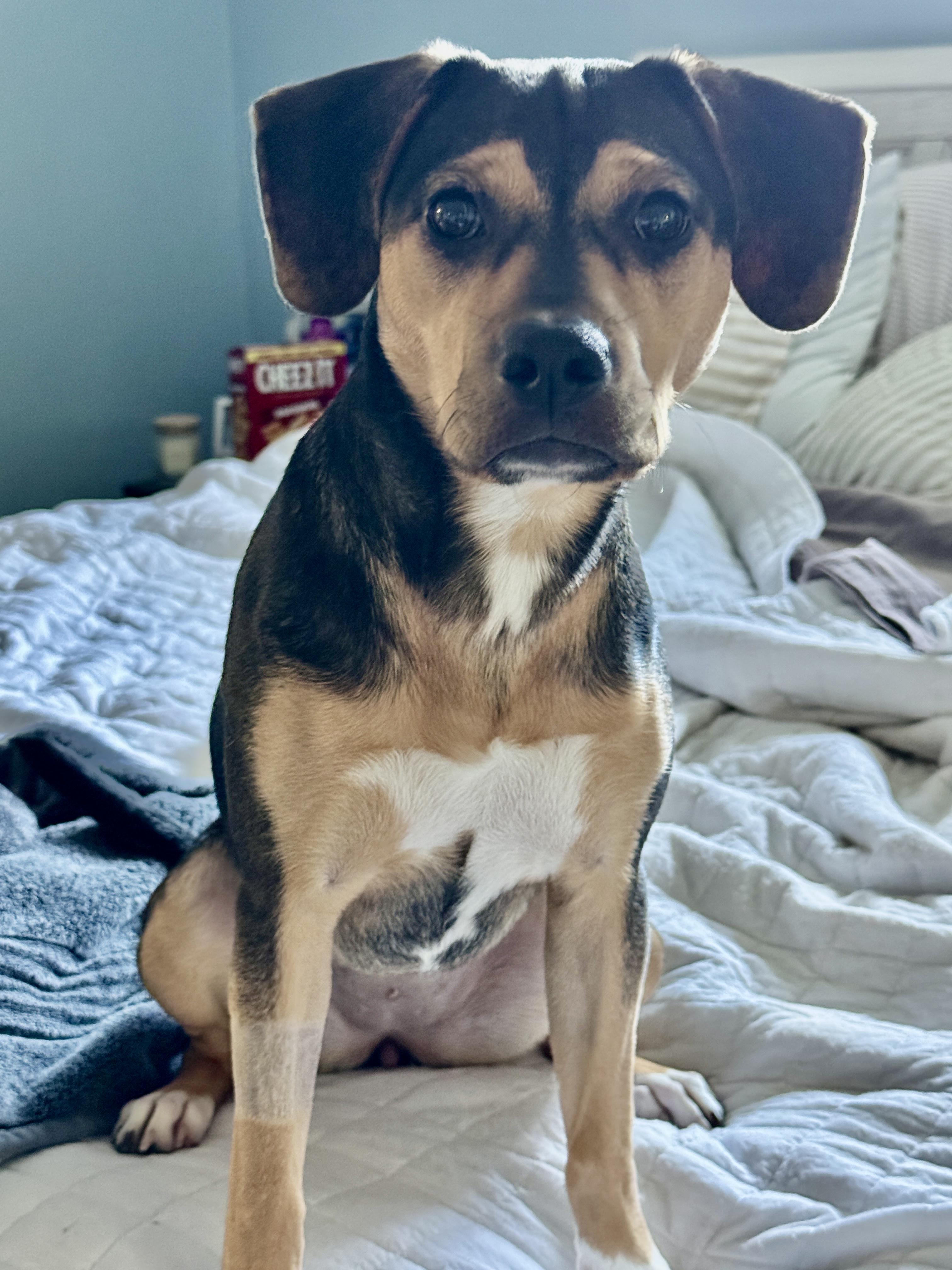 Enlarge Athena, a Adoptable mixed breed in Palm Coast, FL image 1/5