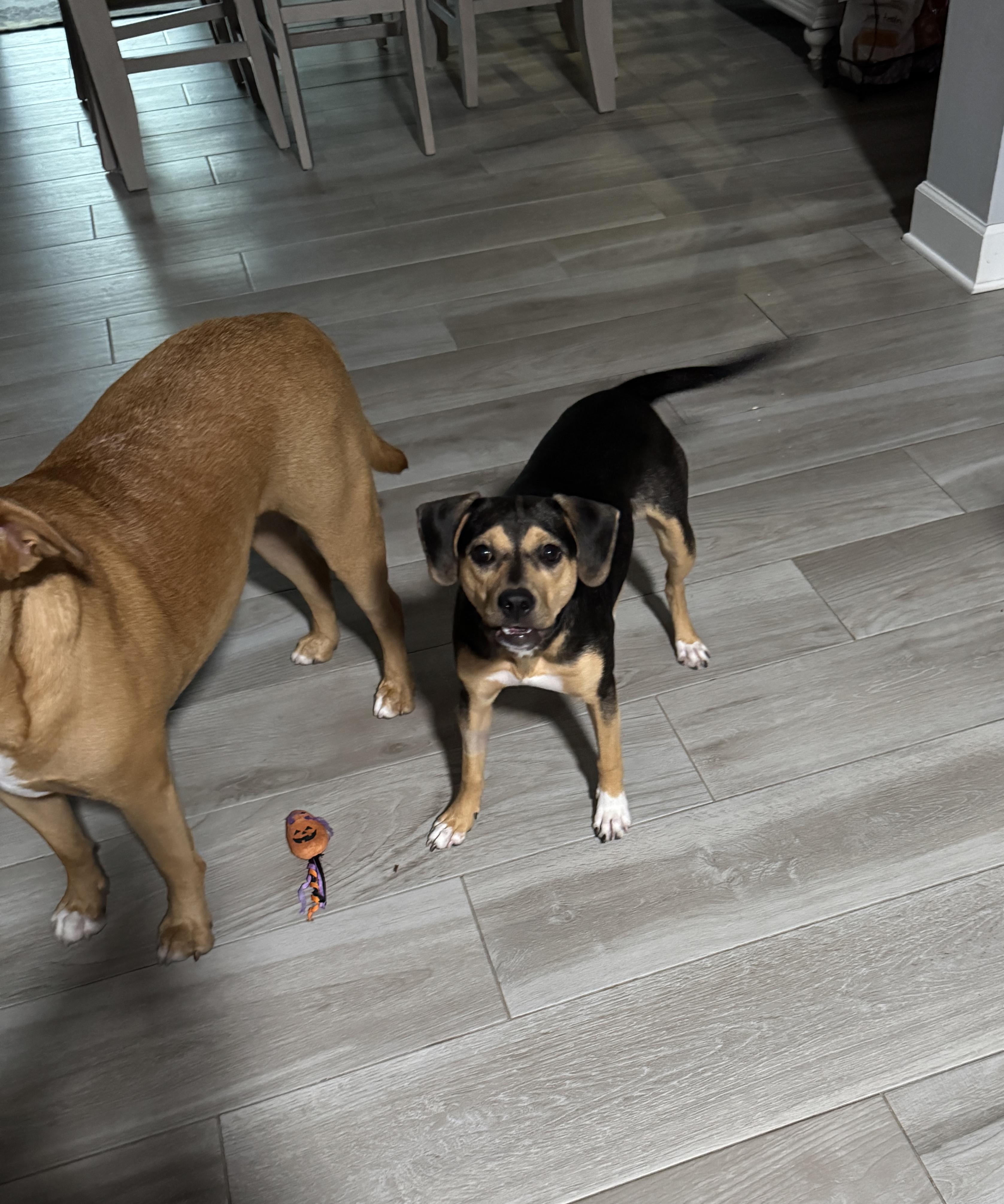 Enlarge Athena, a Adoptable mixed breed in Palm Coast, FL image 3/5