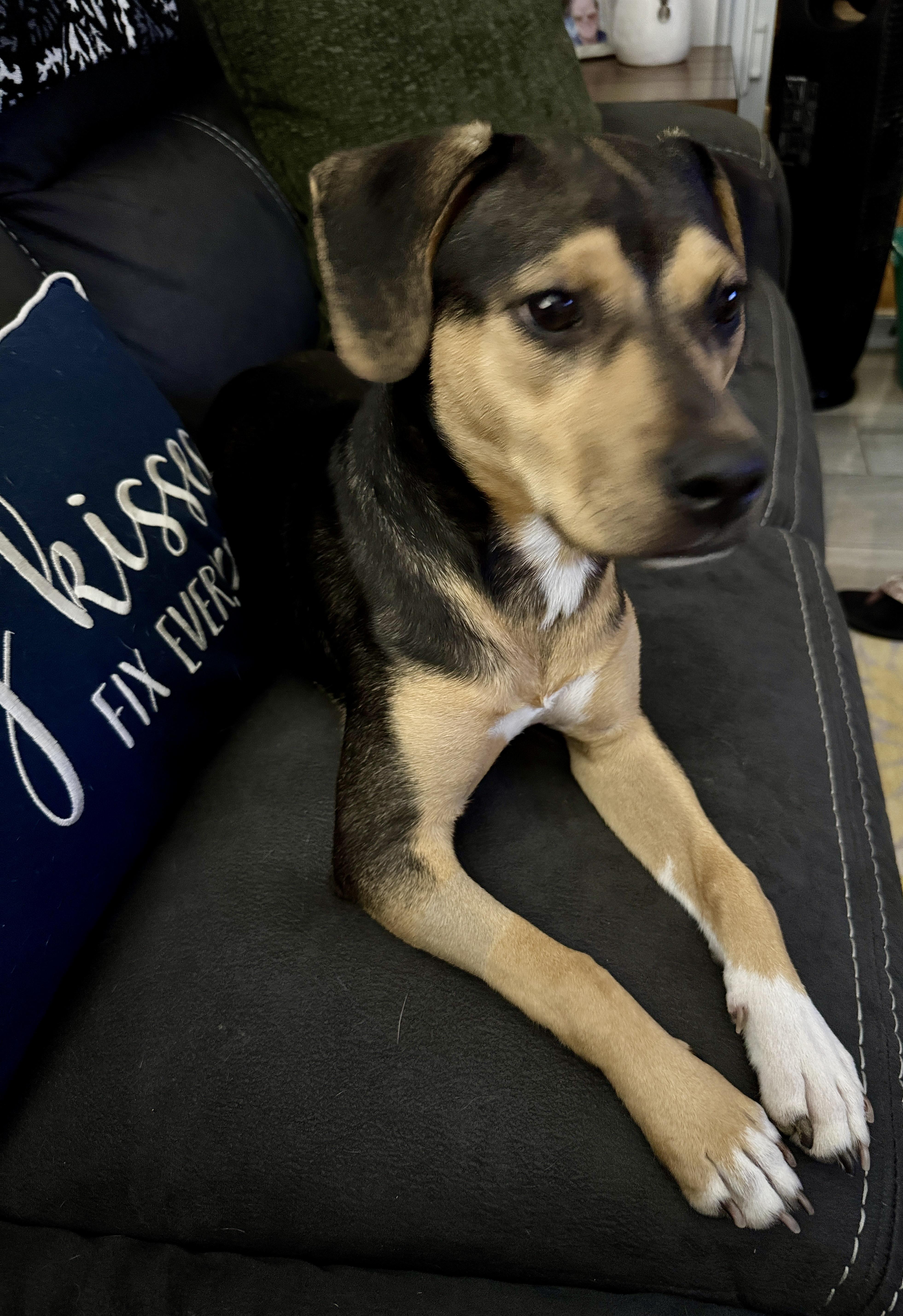 Enlarge Athena, a Adoptable mixed breed in Palm Coast, FL image 4/5