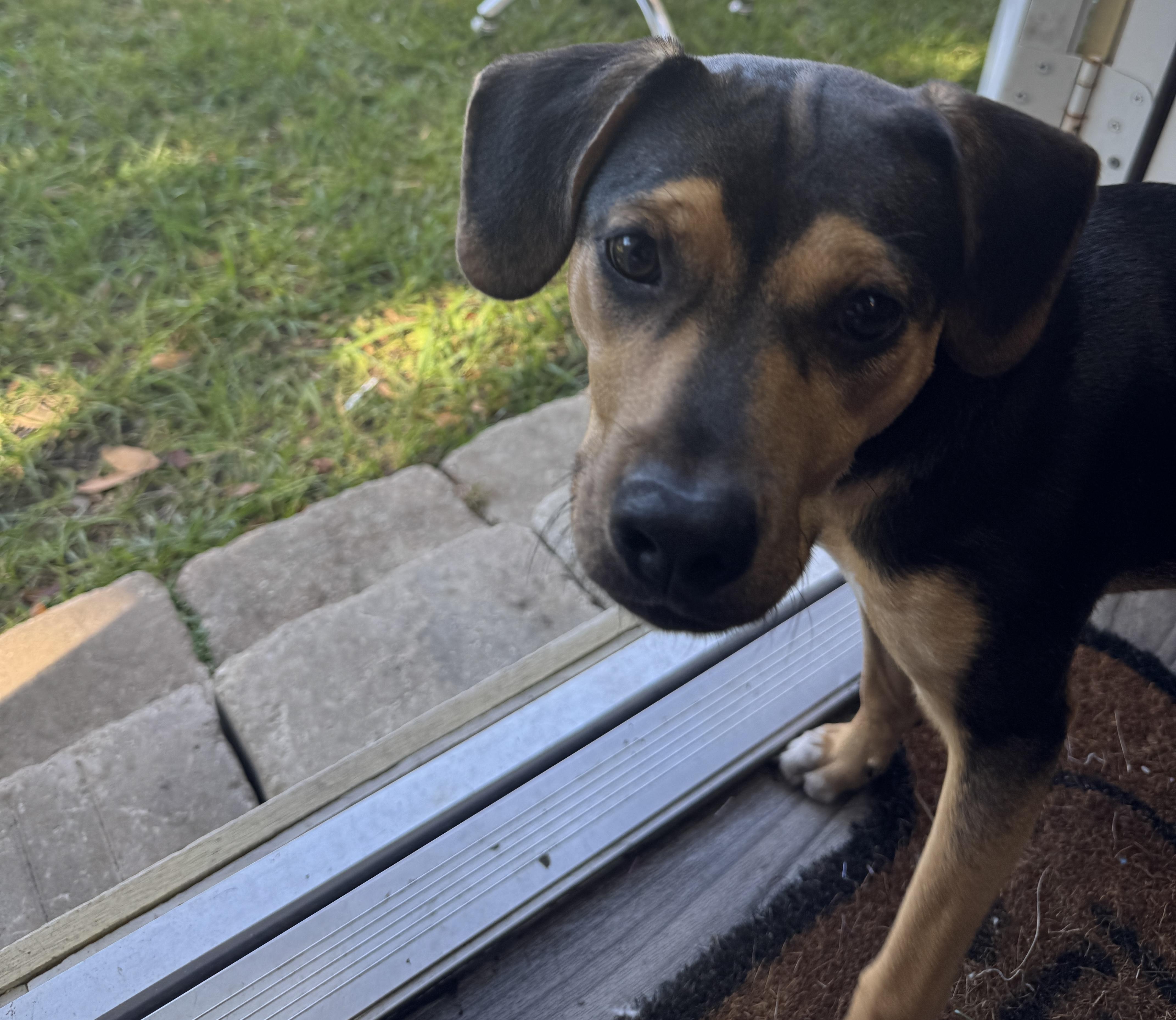 Enlarge Athena, a Adoptable mixed breed in Palm Coast, FL image 5/5