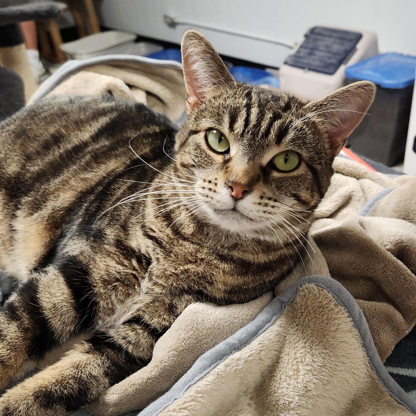 Mother Goose, Adopted, Adult Female Domestic Short Hair & Tabby.