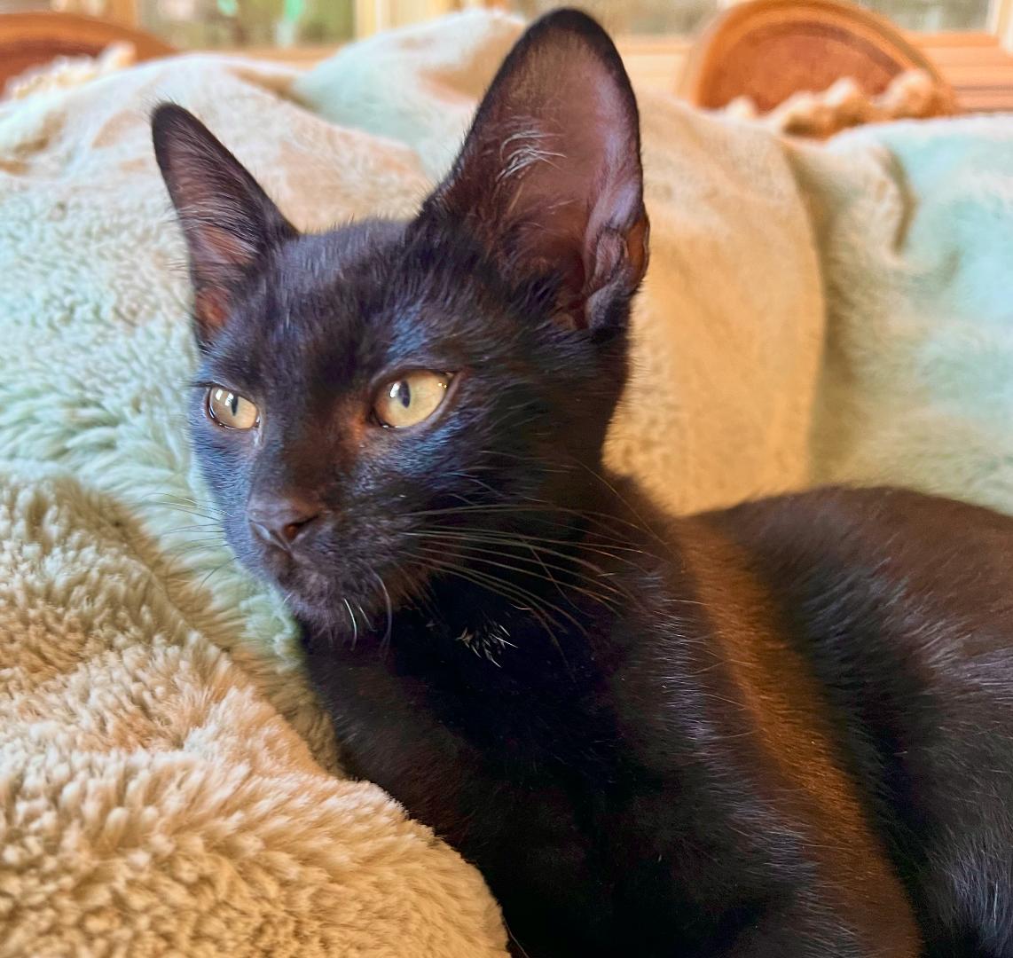 Diesel, ADOPTABLE, Kitten Male Domestic Short Hair.