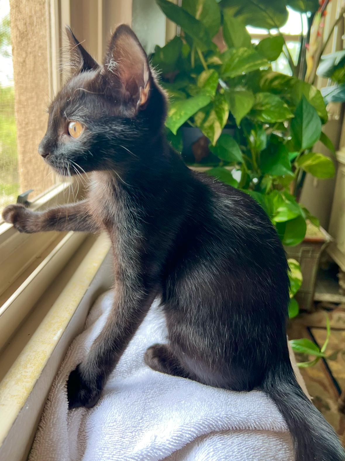 Diesel, a ADOPTABLE Domestic Short Hair in ladera ranch, CA image 2/3