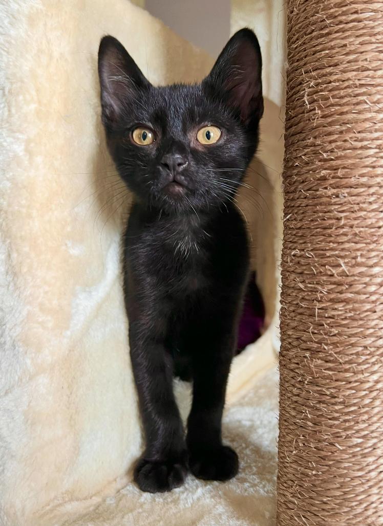 Diesel, a ADOPTABLE Domestic Short Hair in ladera ranch, CA image 3/3