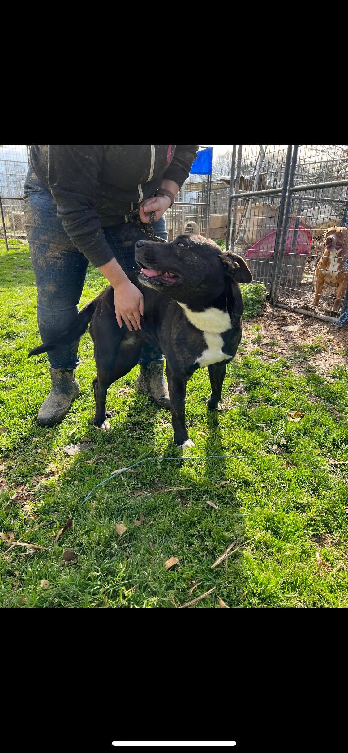 Enlarge Julie, a Adoptable mixed breed in Greenfield, TN image 1/12