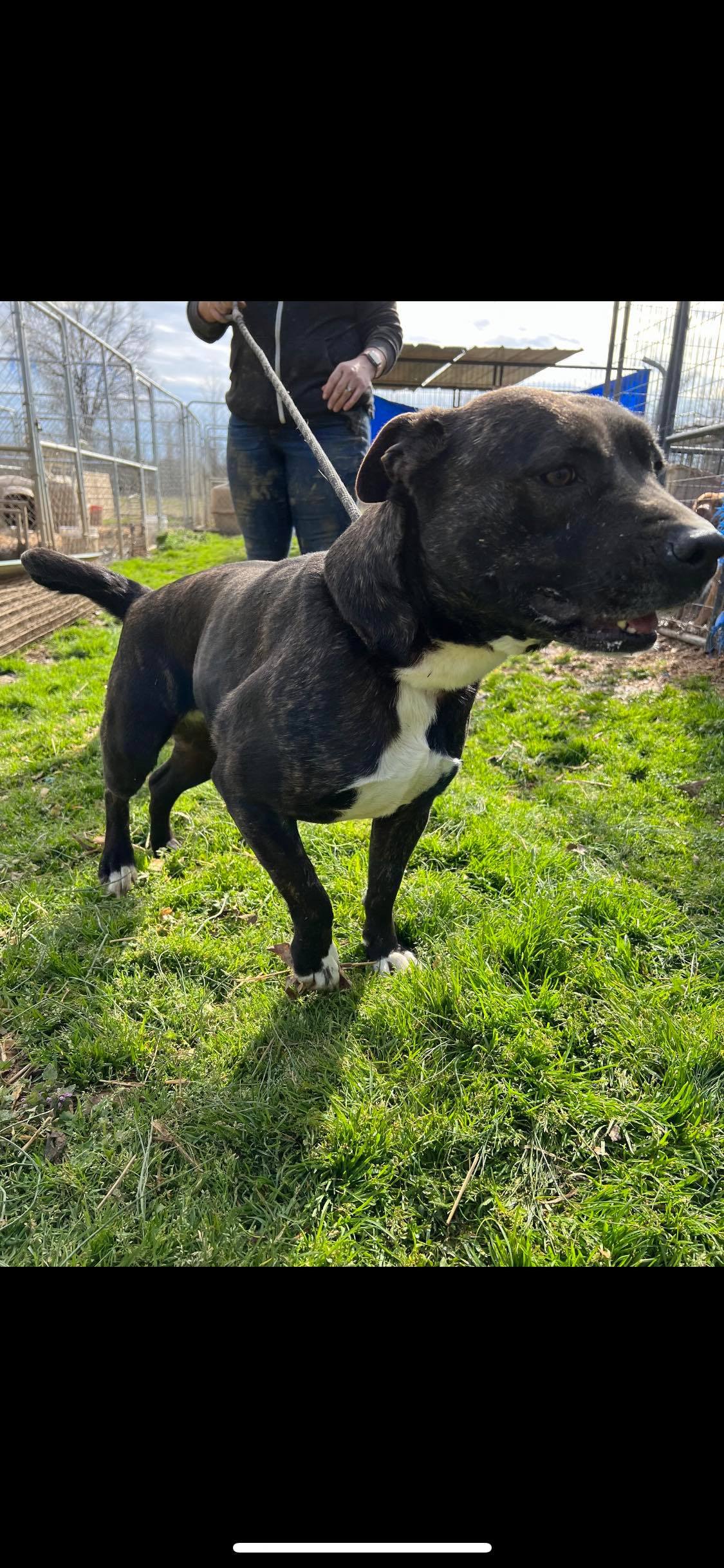 Enlarge Julie, a Adoptable mixed breed in Greenfield, TN image 2/12