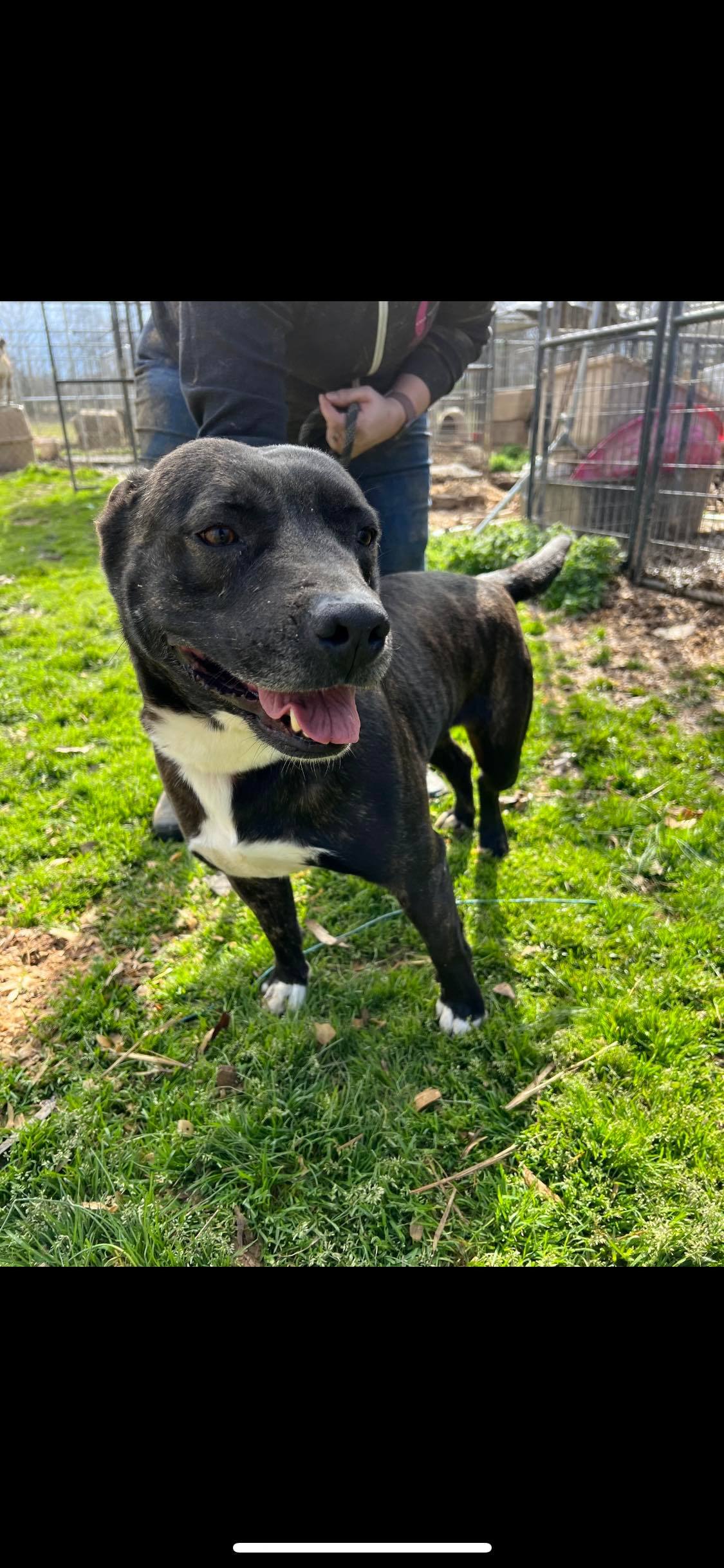 Enlarge Julie, a Adoptable mixed breed in Greenfield, TN image 3/12