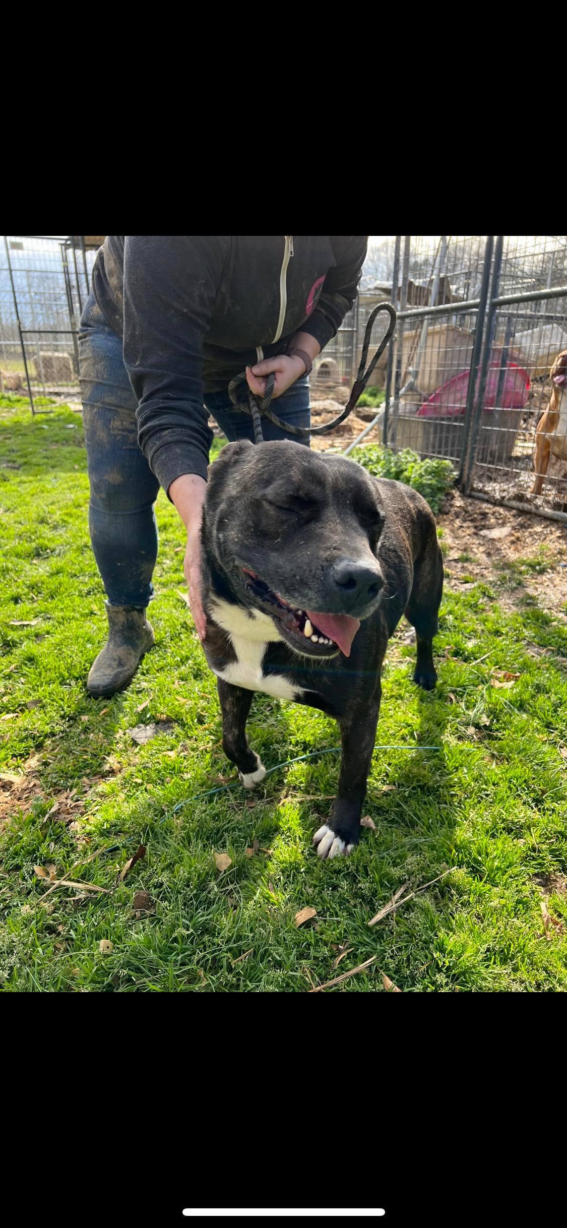 Julie, Adoptable, Adult Female Terrier.