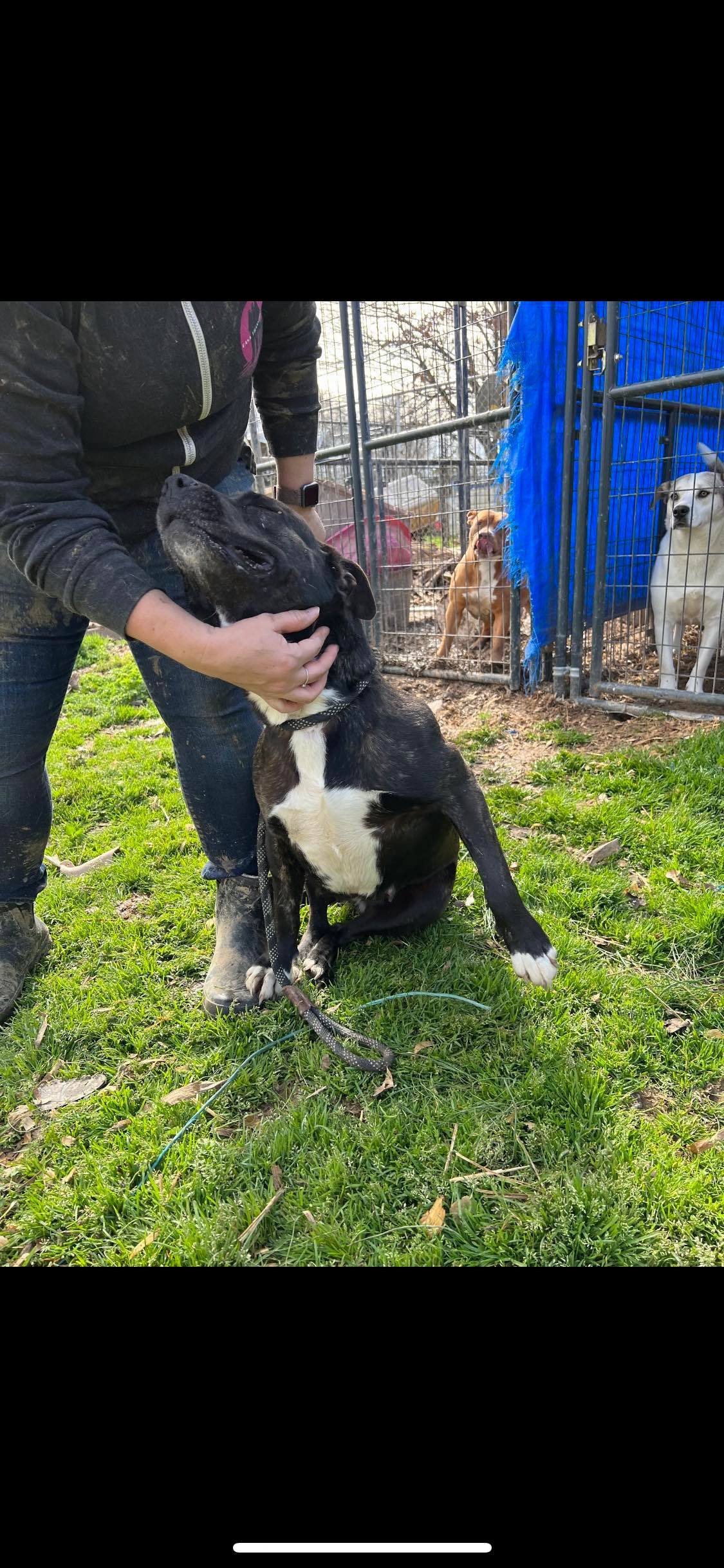 Julie, Adoptable, Adult Female Terrier.