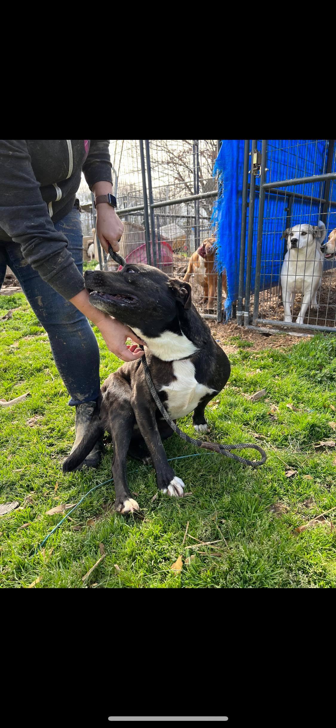 Enlarge Julie, a Adoptable mixed breed in Greenfield, TN image 6/12