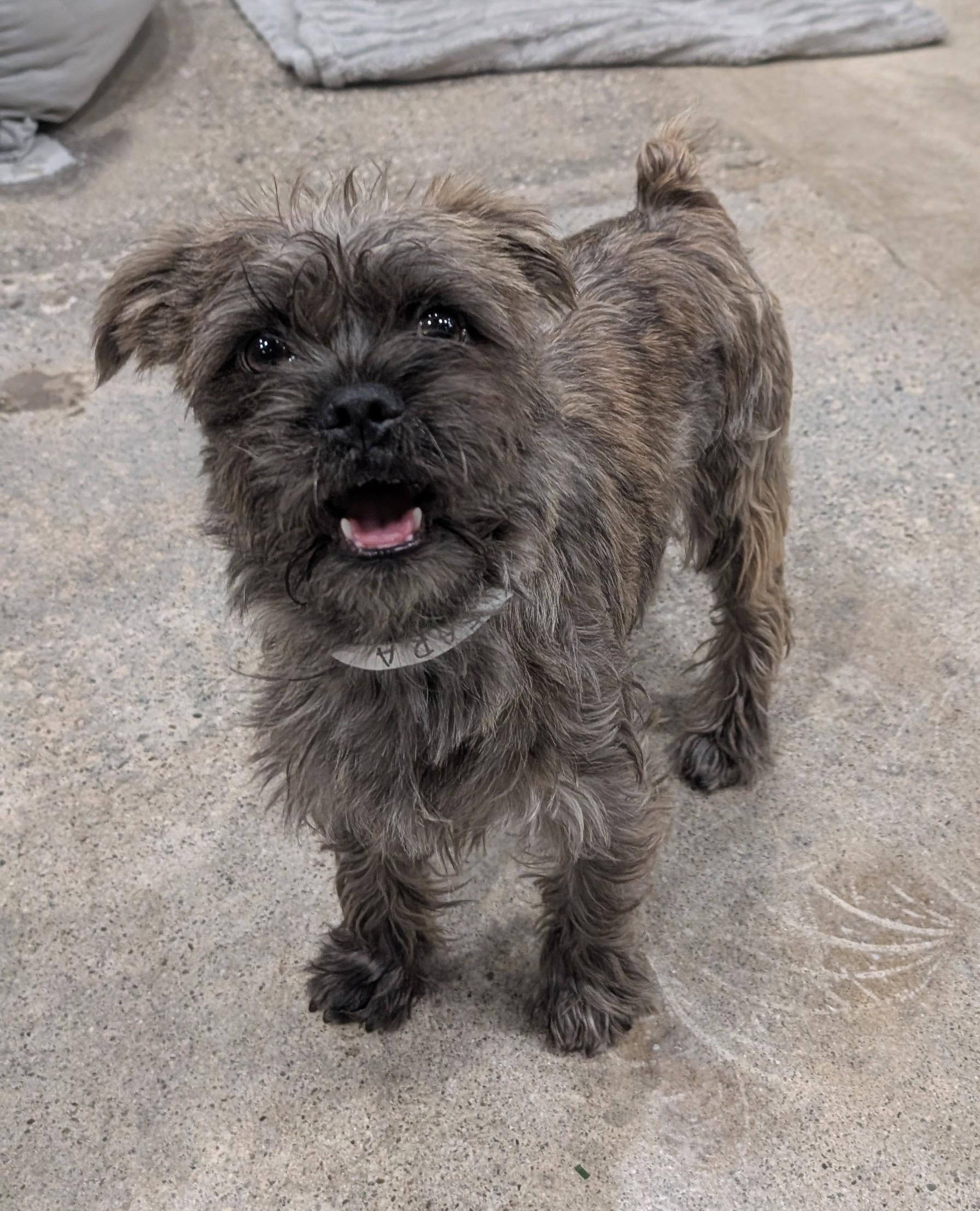 Snickerdoodles thumbnail 2