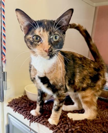 Enlarge FUELA, a Adopted mixed breed in Fernandina Beach, FL image 1/2