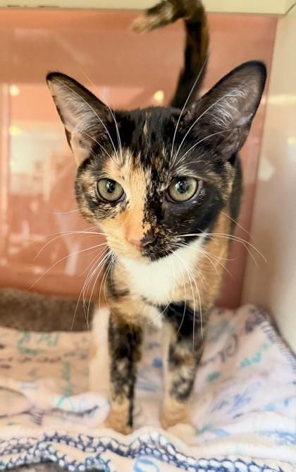 Enlarge FUELA, a Adopted mixed breed in Fernandina Beach, FL image 2/2