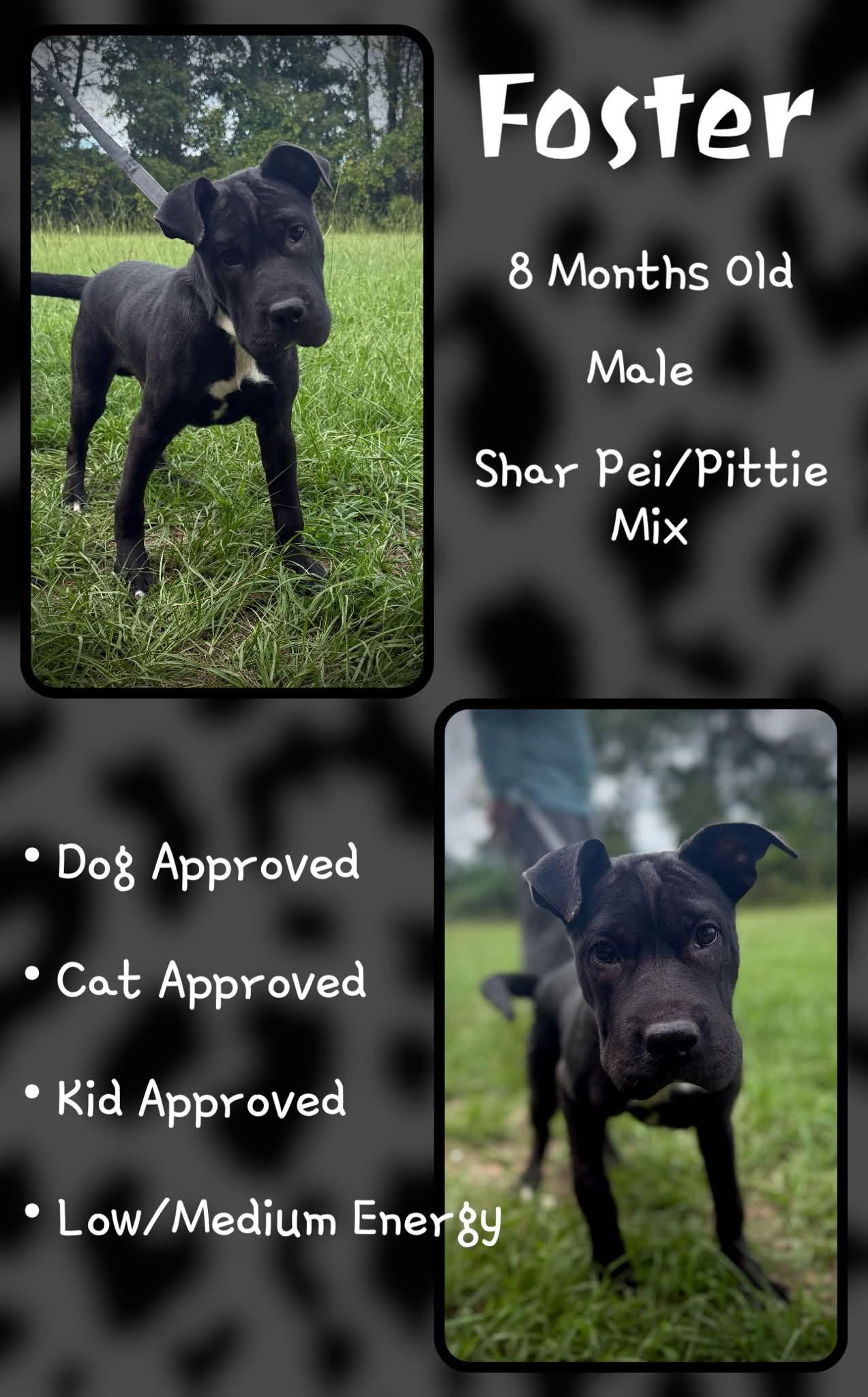 Foster, Adoptable, Puppy Male Shar-Pei & Pit Bull Terrier.