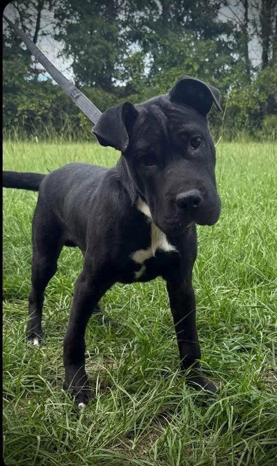 Enlarge Foster, a Adoptable mixed breed in Jacksonville, NC image 2/3