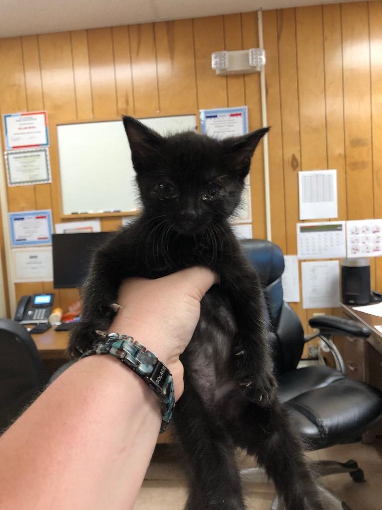 Enlarge Buddha, a Adopted mixed breed in Benton, AR image 1/1