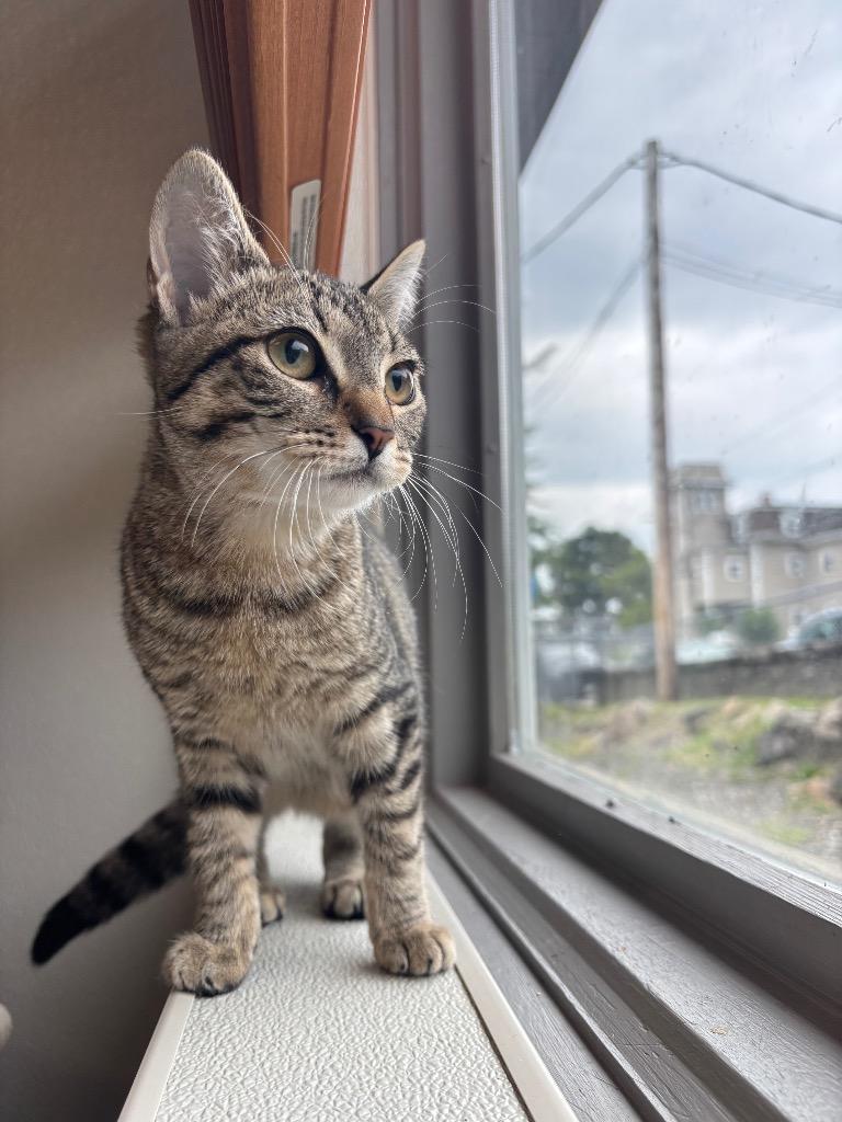Cutie, ADOPTABLE, Kitten Female Domestic Short Hair.