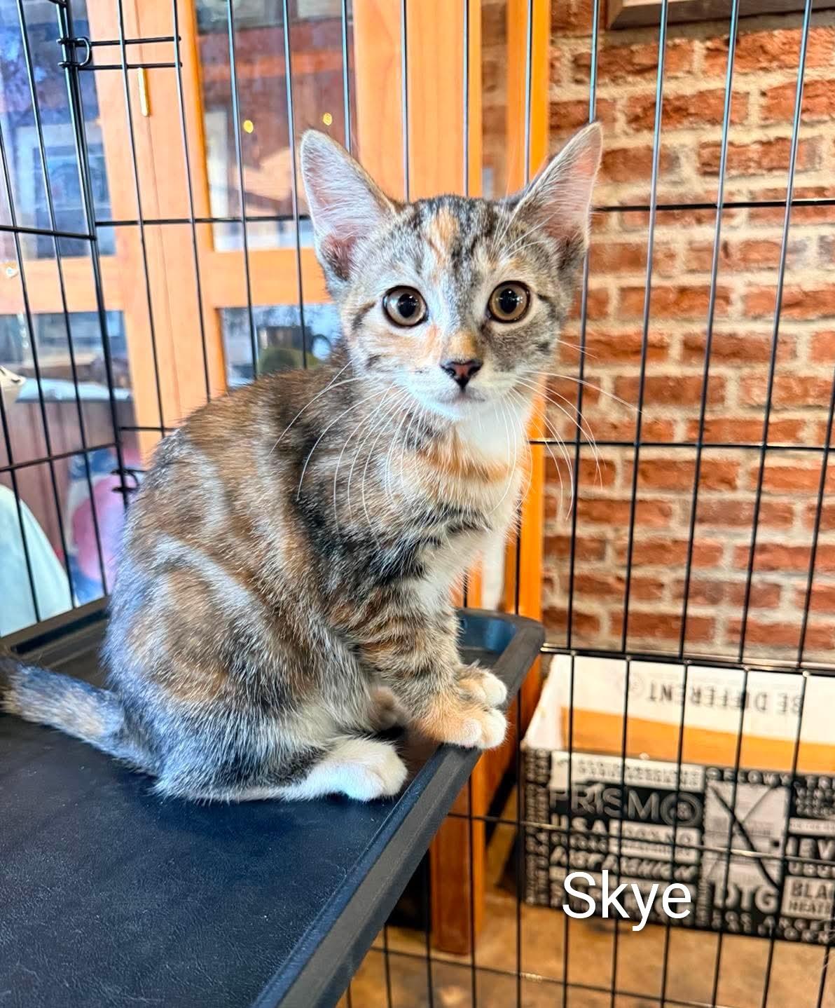 Enlarge Skye, a Adoptable Domestic Short Hair in Roxboro, NC image 2/3