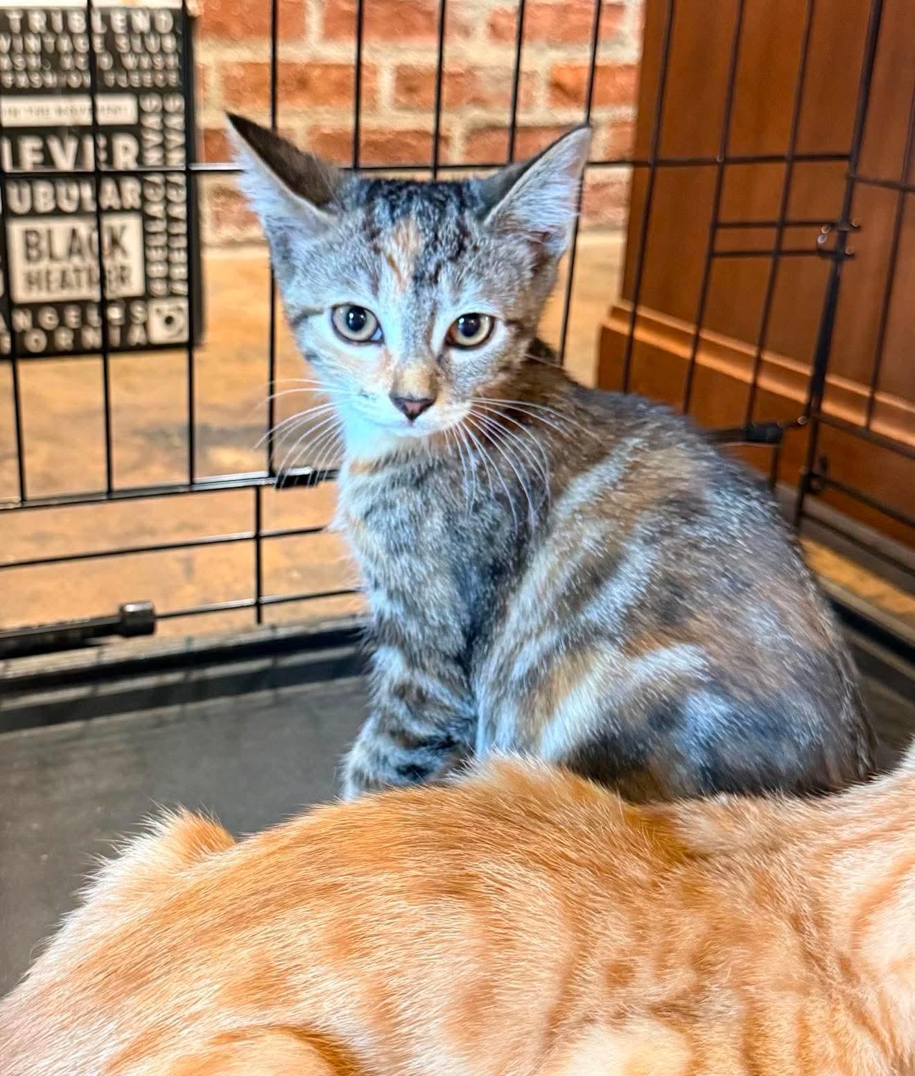Enlarge Skye, a Adoptable Domestic Short Hair in Roxboro, NC image 3/3