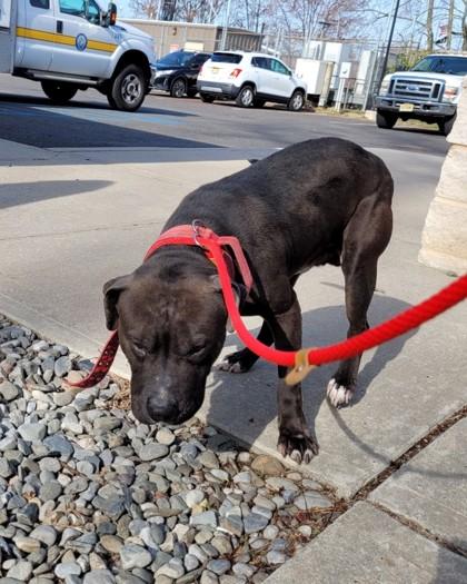 Enlarge Lockwood, a Adoptable Pit Bull Terrier in Hamilton, NJ image 2/3