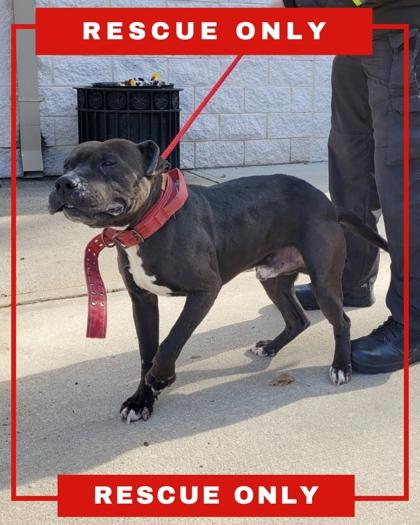 Enlarge Lockwood, a Adoptable Pit Bull Terrier in Hamilton, NJ image 2/3