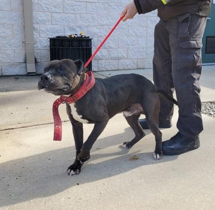 Lockwood, Adoptable, Adult Male Pit Bull Terrier.