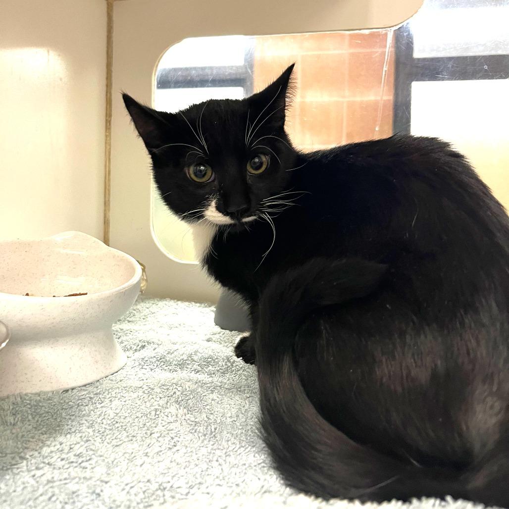 Salty, Adoptable, Kitten Male Domestic Short Hair.