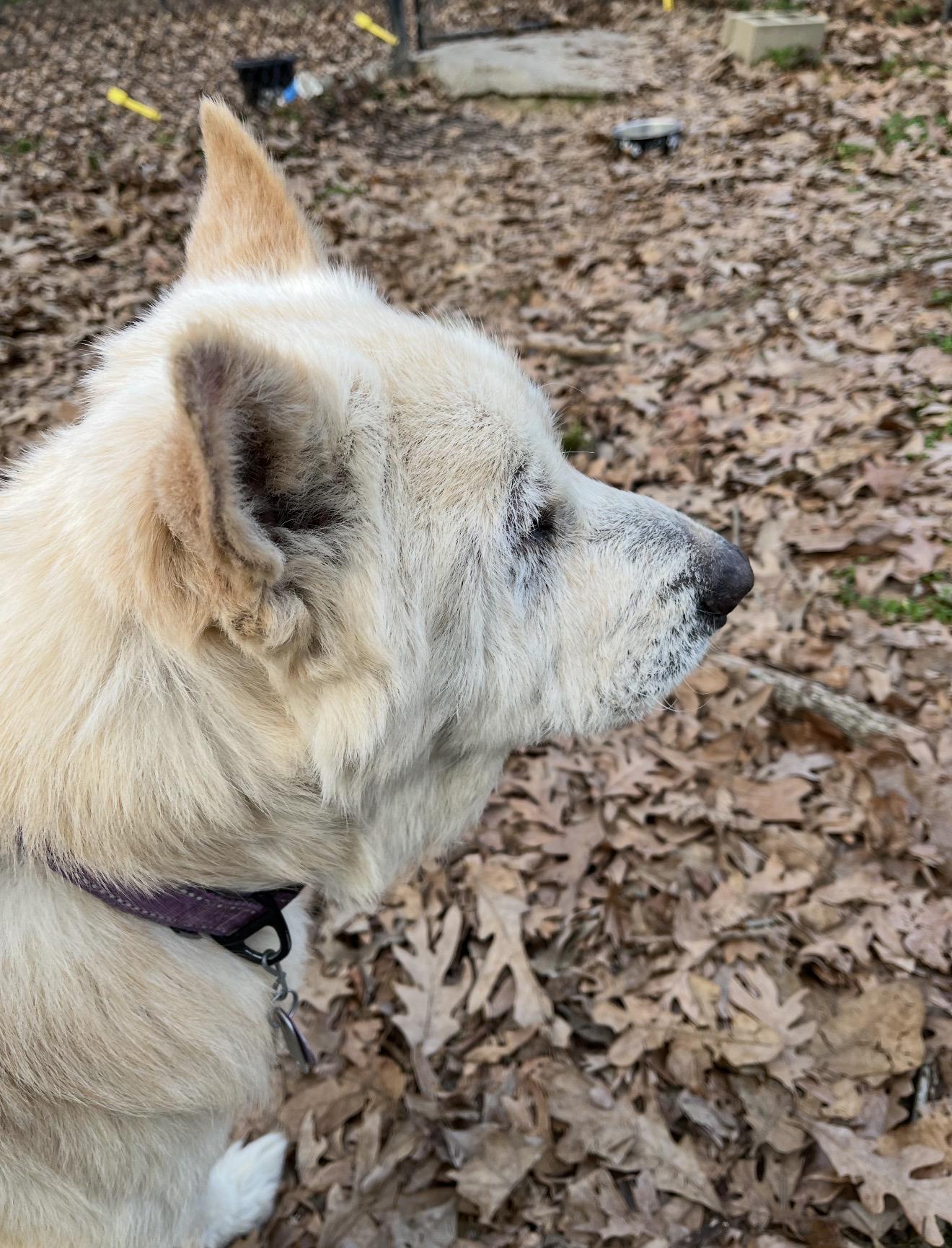 Enlarge FRANCIS , a Adoptable mixed breed in Raleigh, NC image 3/6