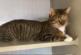 Enlarge Bianca, a Adoptable Domestic Short Hair in Mason City, IA image 2/3