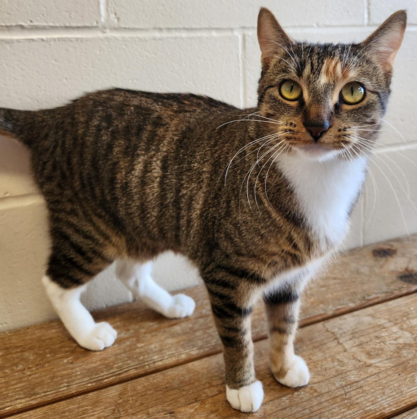 Bianca, Adoptable, Adult Female Domestic Short Hair.