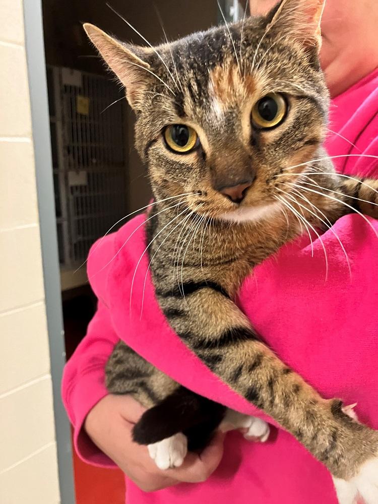 Enlarge Bianca, a Adoptable Domestic Short Hair in Mason City, IA image 3/3