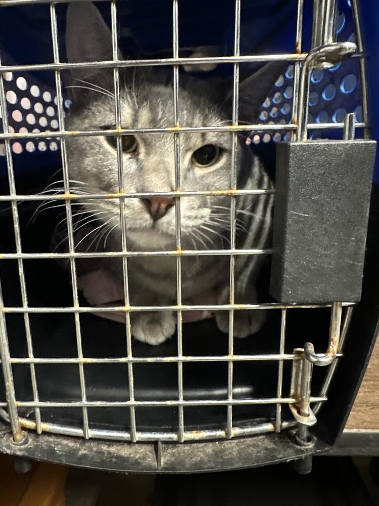 Enlarge **Cat Cafe** Egypt, a Adoptable Domestic Short Hair in Topeka, KS image 1/5