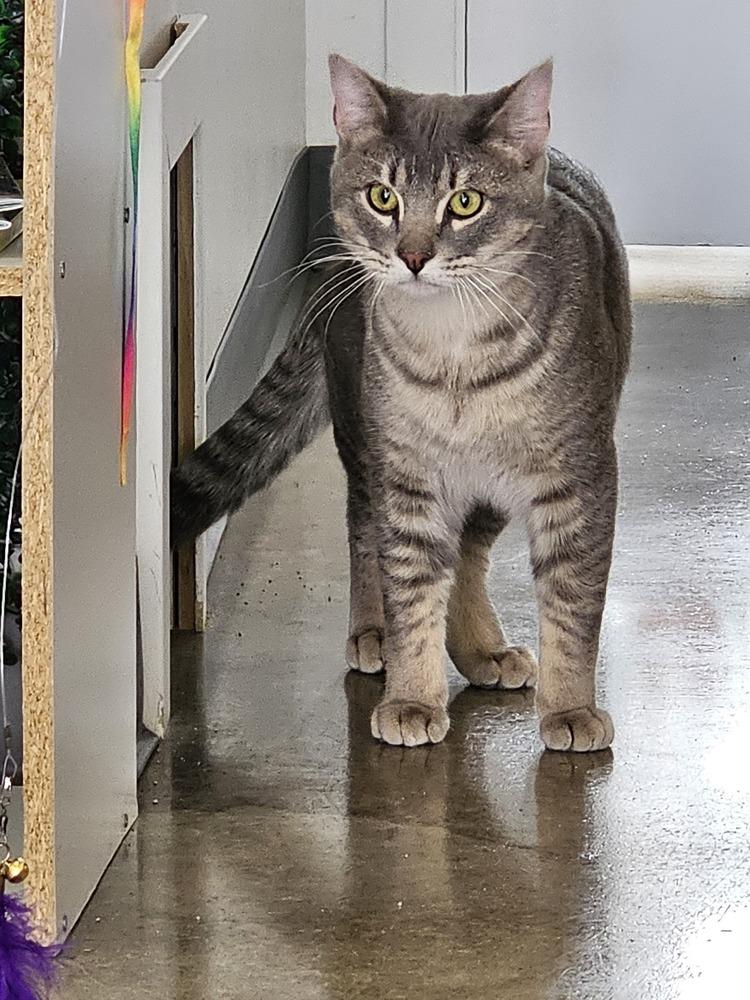 Enlarge **Cat Cafe** Egypt, a Adoptable Domestic Short Hair in Topeka, KS image 3/5