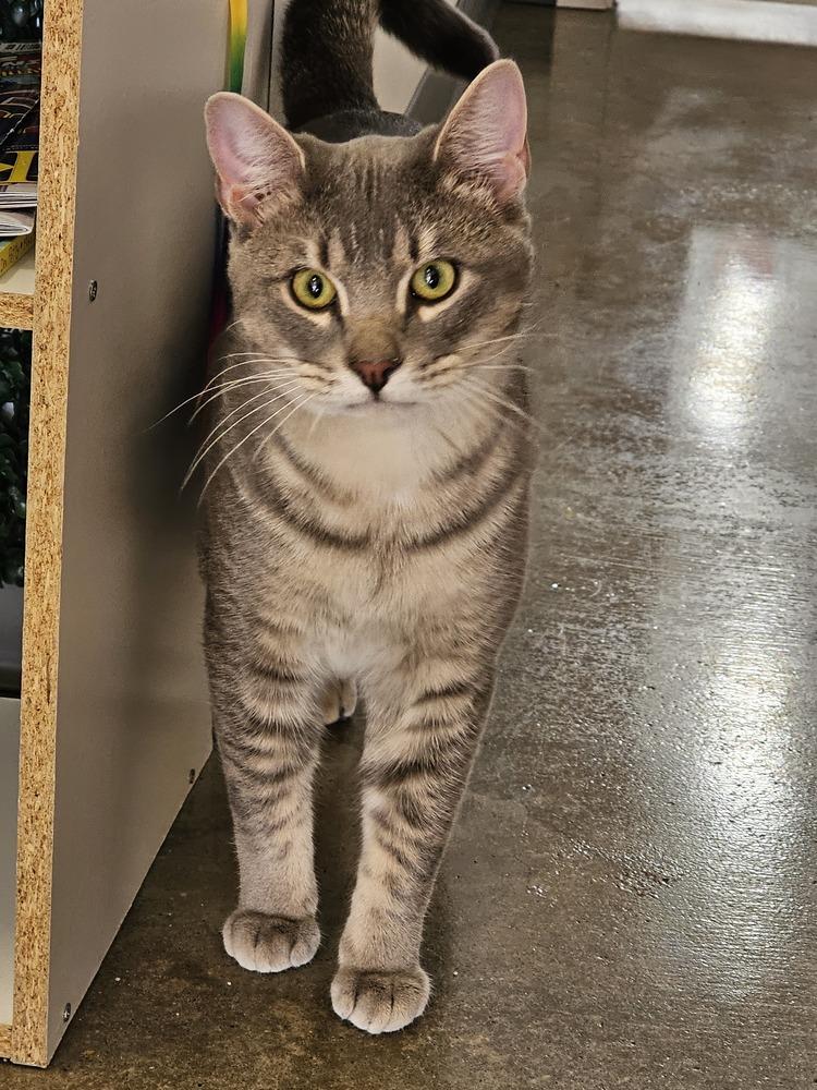 Enlarge **Cat Cafe** Egypt, a Adoptable Domestic Short Hair in Topeka, KS image 4/5