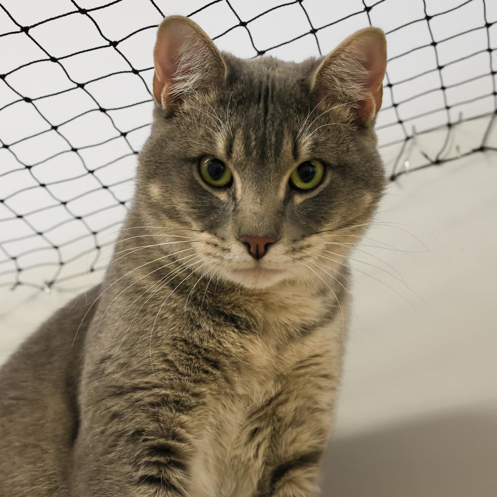 Enlarge **Cat Cafe** Egypt, a Adoptable Domestic Short Hair in Topeka, KS image 5/5