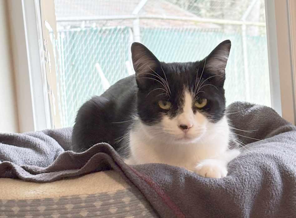 Enlarge PETER, an adopted Domestic Short Hair in Sequim, WA image 4/6