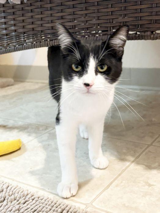 Enlarge PETER, an adopted Domestic Short Hair in Sequim, WA image 2/6