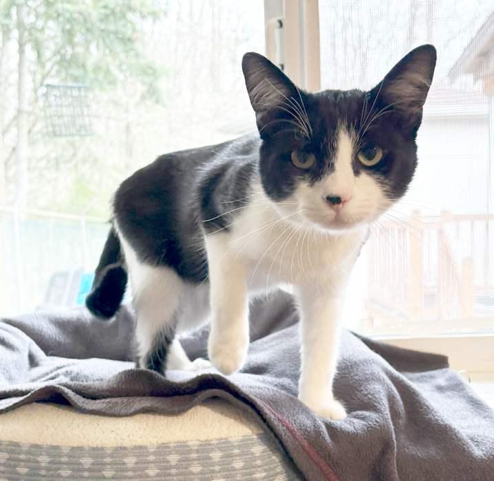 Enlarge PETER, an adopted Domestic Short Hair in Sequim, WA image 5/6